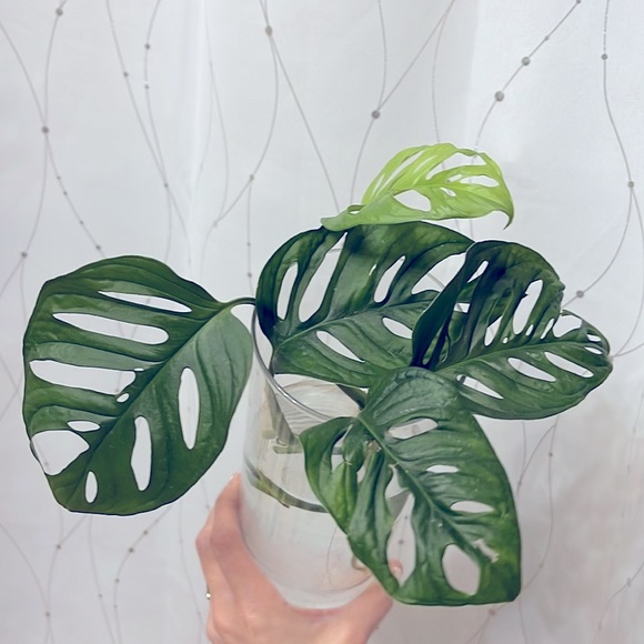 🪴Propagated rooted trimmings - Monstera Adansonii, Swiss cheese plant - Picture 7 of 10